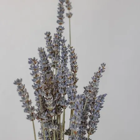 Matic 아파트 Mošćenička Draga