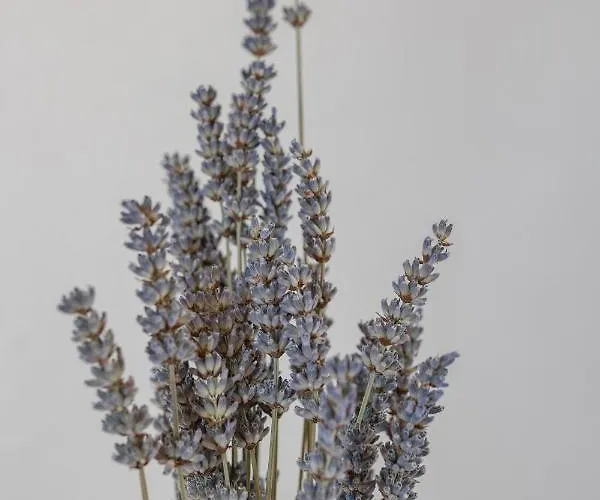 Matic Apartman Mošćenička Draga